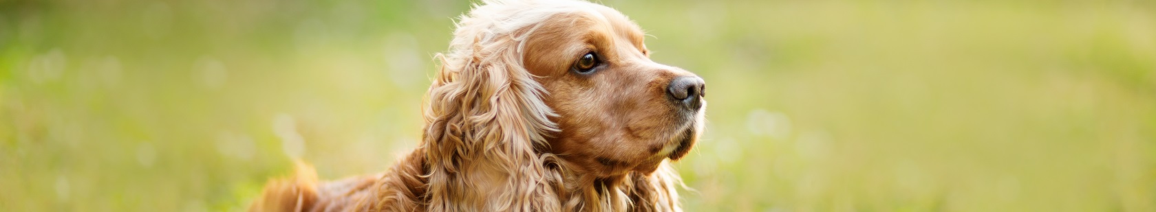 English cocker spaniel lying on grass outdoors, in the park. Spring background. English cocker spaniel lying on grass outdoors, in the park. Spring background.